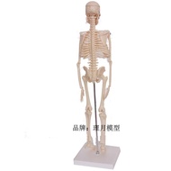 Premium Human Body Skeleton Specimen Human Anatomy Model, Human Body Model, Human Skeleton 45cm, 85c