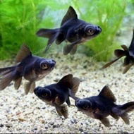 Ikan Mas Koki Buldog - Ikan Hiasan Aquarium - Beli 10 Free 1