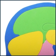 Human Body Puzzles for Kids DIY EVA Science Project Model DIY Human Body Puzzle Model for Boys Girls