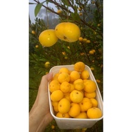 Exotic Eugenia Stipitata Plant: Indulge in the Sweetness of Tropical Cherries