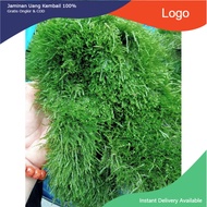 - Java Moss 1 box of 2 blisters || Moss Mounted with Bonsai, aquatic layout, aquarium