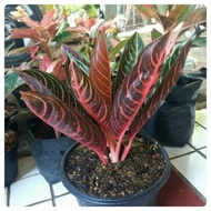 aglaonema red sumatra Tanaman