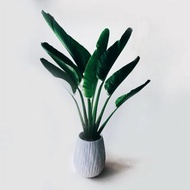 開幕送禮盆栽首選-旅人蕉