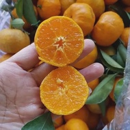 jeruk santang madu 1kg