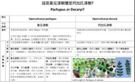 如何區分象足漆樹還是列加氏漆樹?
