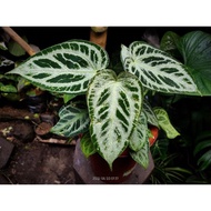 Promo Anthurium Silver tiger Rare plant Murah