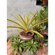 aec oren bromeliad live plant size s