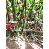 ANAK POKOK BUNGA KANTAN MERAH ( READY STOK ) - Semenyih