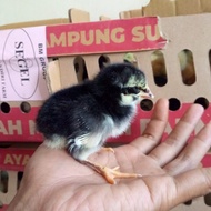 DOC Anak Ayam Kampung Black Joper Harga Eceran per ekor