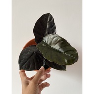 Alocasia Infernalis 'Kapit' Rare Collection