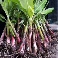 Bibit Tanaman Buah Pisang Cavendish super