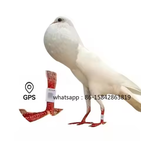 Animal Leg Ring Tag Bird Location Device Chicken Ring Pigeon Chicken Tag