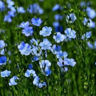 ⑧比藍花亞麻種子 種籽耐寒耐陰春秋播種多年生園林室外景觀花壇庭院花種子 種籽mllh