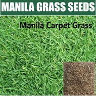 Manila Grass Premium Seeds - 3100 Seed Benih Seeds Rumput Manila Premium 天天都那么绿 - Garden Highland Se