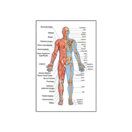 2025 Human Anatomy Muscle System Poster Anatomy Diagram Human Medical Wall Art Photo Print Medical E