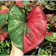 Cat Tumpah Bulat Plant / Caladium Red Beret