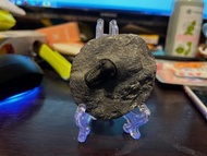 摩洛哥 幾若斯托斯三葉蟲化石