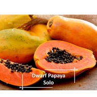 Solo Dwarf Papaya Seeds - 10 Seed *Pot Friendly* Tanam Pasu, Benih Betik Renek 矮种木瓜树