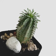 zac.culent - Euphorbia stellispina (Succulent Cactus)