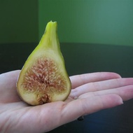 Figs ต้นมะเดื่อฝรั่ง พันธุ์ Osborn Prolific อร่อย หวาน หอมมากๆ ต้นสมบูรณ์มาก รากแน่นๆ จัดส่งพร้อมกระ