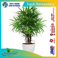 BIBIT TANAMAN POHON WAREGU PALEM KIPAS PALEM WAREGU