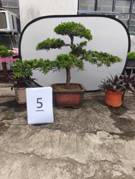 金鑽羅漢松~高90cm