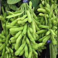 Good Quality Edamame Bean Seeds for Sale 40 Seeds Vegetable Seeds High Yield Edamame Seeds for Plant