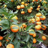 Bibit tanaman buah jeruk santang madu kondisi berbuah - sudah berbuah