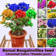 Assorted 70 Seeds Rare Bougainvillea Seeds Planting Flowers Seeds for Sale Buto Ng Bulaklak Bonsai Bougainvillea Flower Seeds Easy To Grow Balcony Flowering Plants Live Plants White Bougainvilla Plants for Sale Indoor Plants Real Plants Seeds and Bulbs