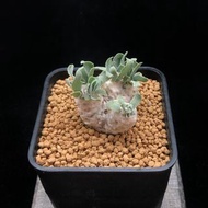 SG2601-大🈹️引の刨花厚敦菊🔥多肉植物小盆栽禮物🔥