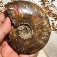 Cleoniceras Ammonite (9cm)