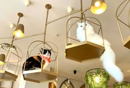 Tokyo: Gotokuji Cat Temple, Harajuku Cat Café and Cat goods store