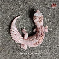 Super Pied Leopard Gecko - Adult Female