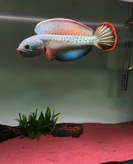 IKAN CANA BARCA