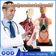 Human Body Model 8PCS Removable Parts Human Anatomical Torso Model Medicals Torso Human Body Anatomy