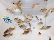 藍米奇魚 高級活餌 易飼養 觀賞魚 全台活體宅配 金奇企業社