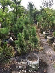 【盛宏園藝】三河黑松︱1呎2植袋黑松盆栽︱高度100~120公分(請自取)