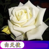 陽台室內四季易種活玫瑰花種子 盆栽花籽，品種：白天使