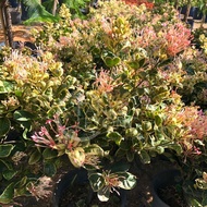 TKL - Outdoor Flowering Plant Ixora Frozen Star/Ixora Chinensis 花叶龙船花/英丹/仙丹花/百日红
