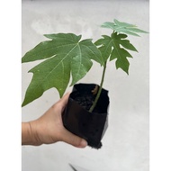 Papaya Live Plant/ Anak Pokok Betik