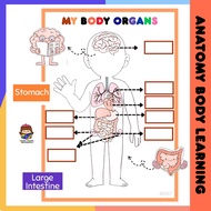 My Body Parts Busy Book Children's Body Failure Activity Montessori Human Body Chart BBM Preschool