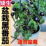 Dwarf Potted Black Tomato Potted Tomato Seeds Tomato Seeds with Soil Balls Cherry Tomatoes Virgin Fr