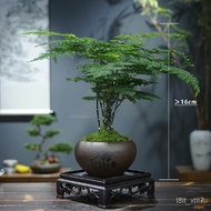Plant Absolutely Asparagus Fern Pot Desktop Green Plant Chinese Flower Pot Plant Flower Living Room Desktop Office Decor