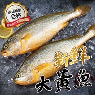 【帥哥魚海鮮】SGS認證 富貴鮮嫩大黃魚3尾組(單隻殺清前600g)