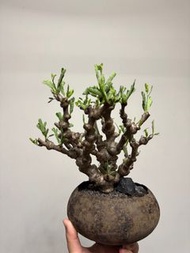 沙漠蘇木 連片瀨和宏盤