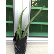 Aloe Vera Live Plant with Polly Bag