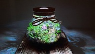 【苔療癒】生態瓶DIY材料包/辦公室療癒小物/居家植栽/生日禮物