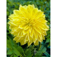AUTHENTIC DINNERPLATE DAHLIA 1 BULB KEVIN FLOODLIGHT