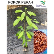 Anak Pokok Perah | Elateriospermum tapos (Buah-buahan nadir tempatan)