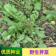 Wild Vegetable Seeds Big Leaf Vegetables Vegetables Wild Vegetable Seeds Ground Vegetables Potted Pl